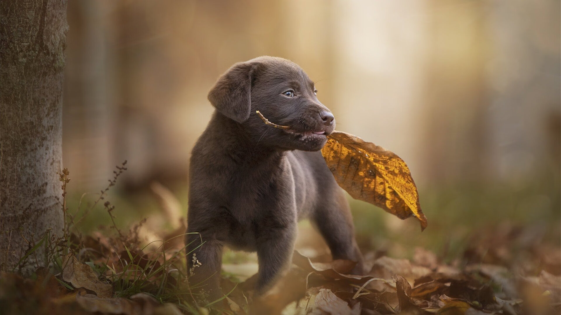 KAIYUNAPP-昂热新援适应不良,球队整体实力遭质疑,昂热全名