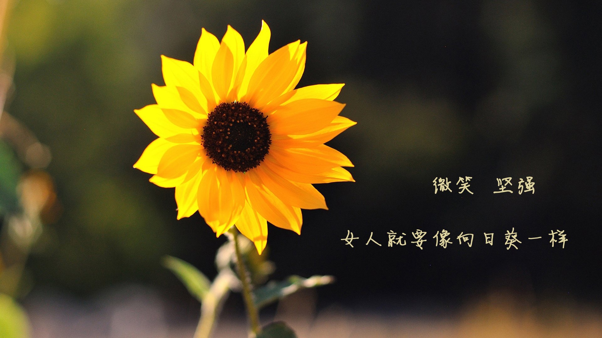 Kaiyun官方登录入口-塞内加尔男篮在非洲锦标赛中奋战，争夺冠军宝座，塞内加尔在非洲算什么水平