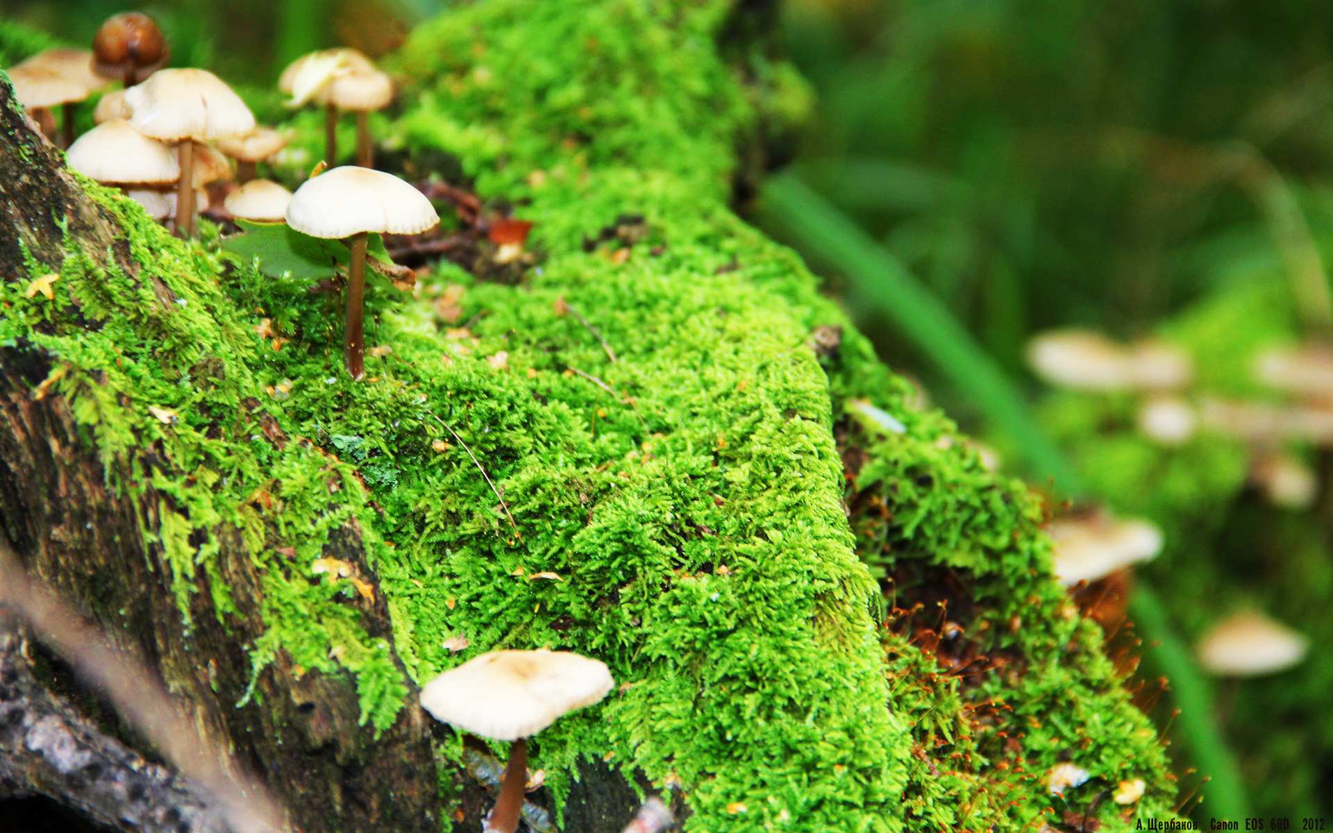 开云中国大陆-澳大利亚袋鼠队的空中传球与角球配合，展现高度技巧，袋鼠传球游戏