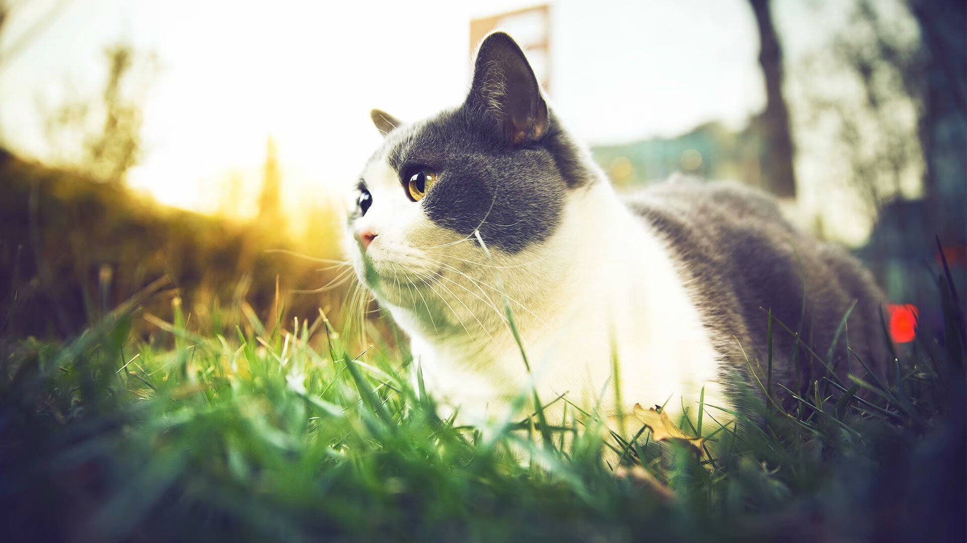 开云中国大陆-澳大利亚袋鼠队的空中传球与角球配合,展现高度技巧,袋鼠传球游戏